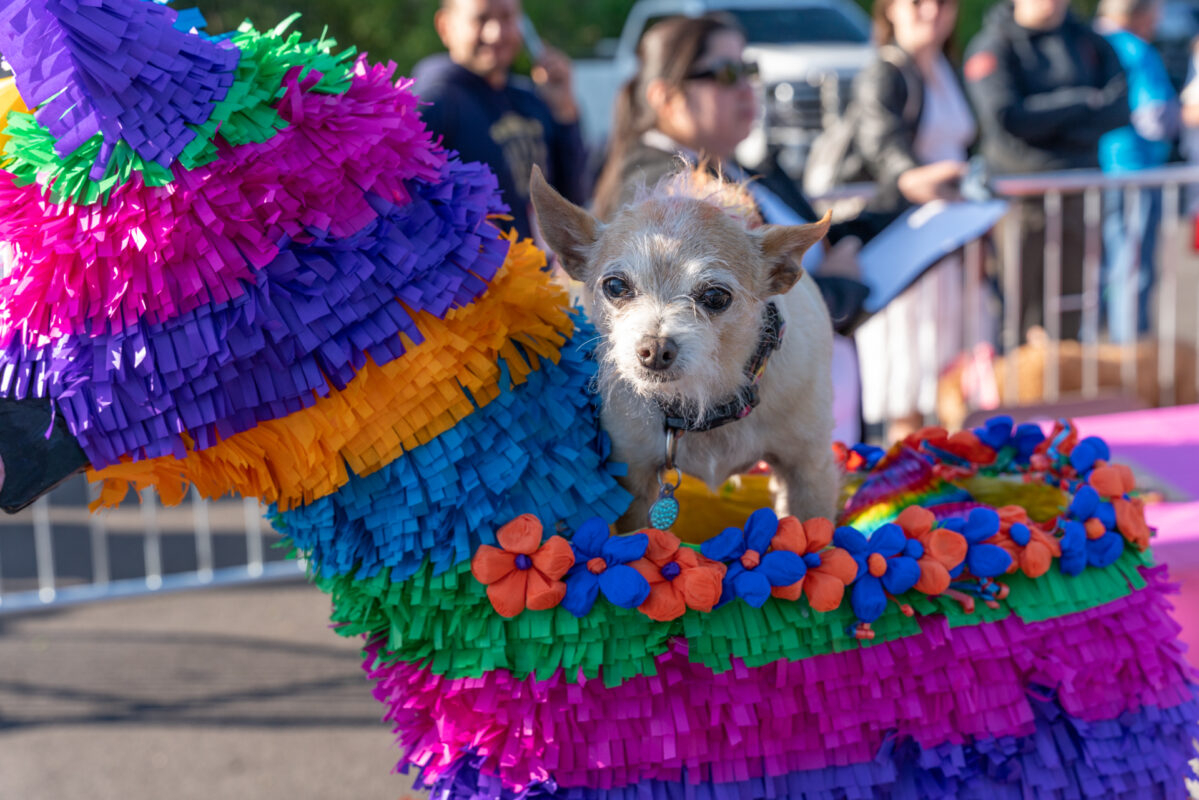 Pooch Parade - Therapy Animals of San Antonio